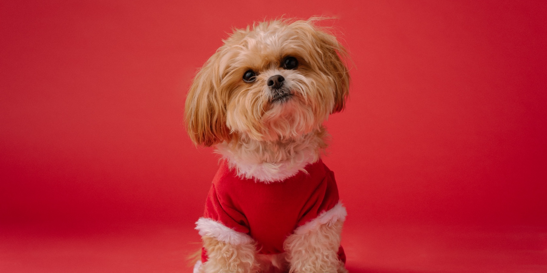 Can Medium Sized Dogs Thrive in Apartment Living?